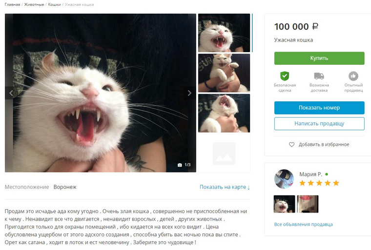Объявление о продаже «адского» кота появилось на одном из сайтов