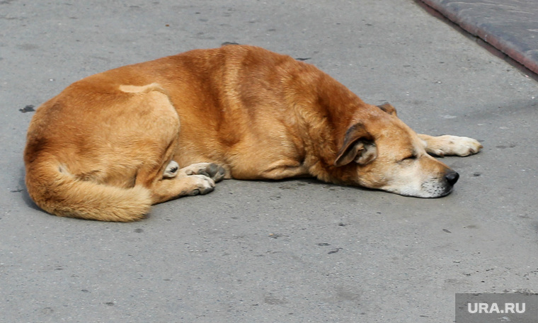 Места отдыха горожан (проблемы)
Курган, бездомная собака