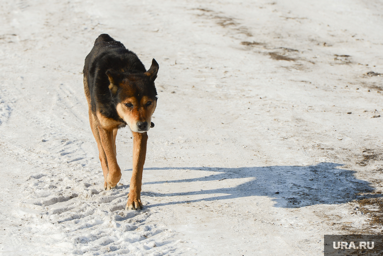 Ввод в эксплуатацию газопровода в деревнях Пашнино-1 и Пашнино-2 Красноармейского района Челябинской области, собака, бездомные животные, дворняга, пес, бездомная собака