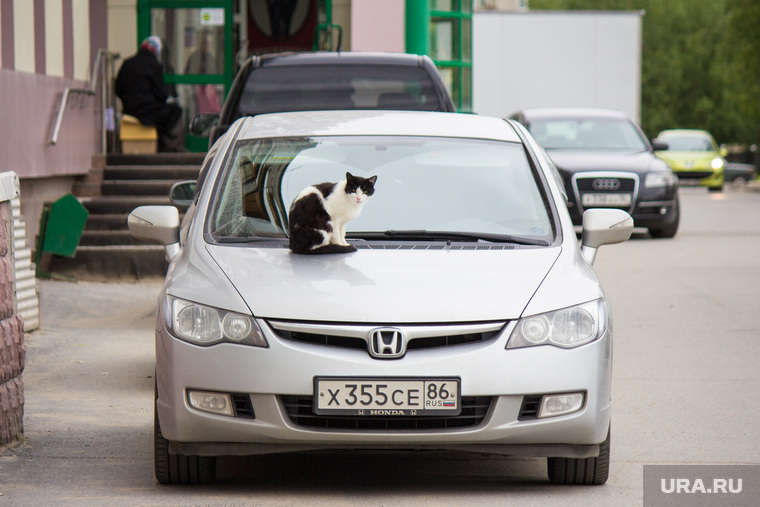 Клипарт 3. Нижневартовск, кот, кошка на машине, наглость