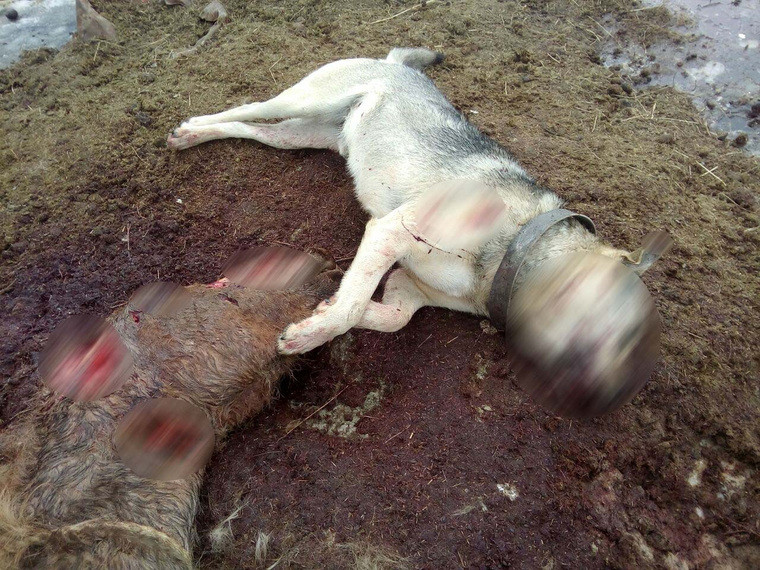 Хозяин фермы был вынужден застрелить псов