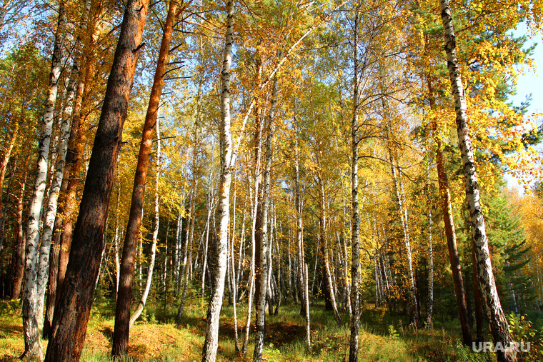 Осенняя природа, разное
Курган, осенний лес
