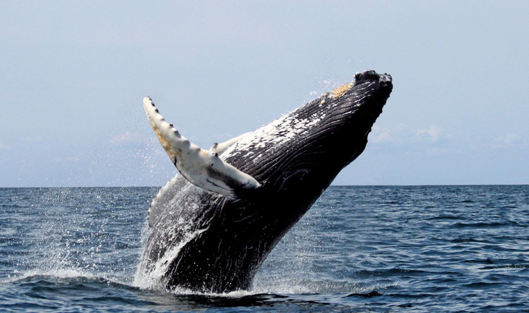 Последний раз горбатого кита видели так близко к материку в 2007 году (архивное фото)
