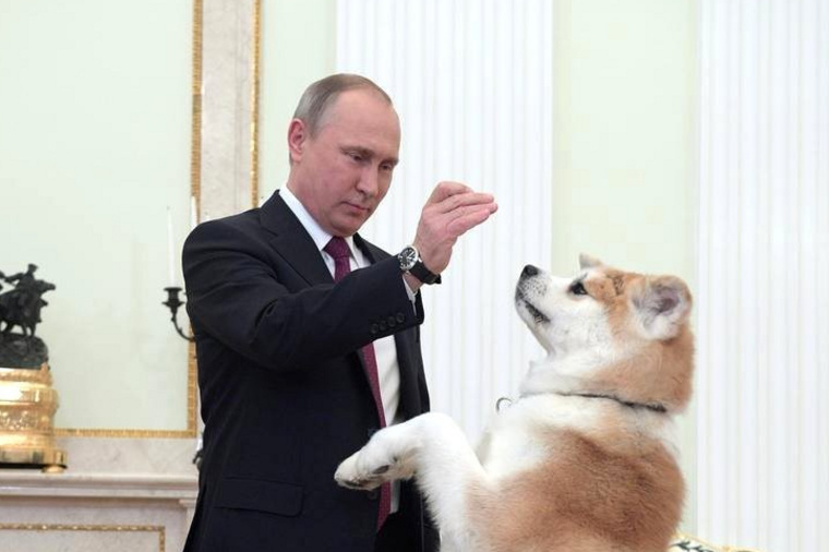Собаку породы акита-ину президенту РФ подарили в 2012 году