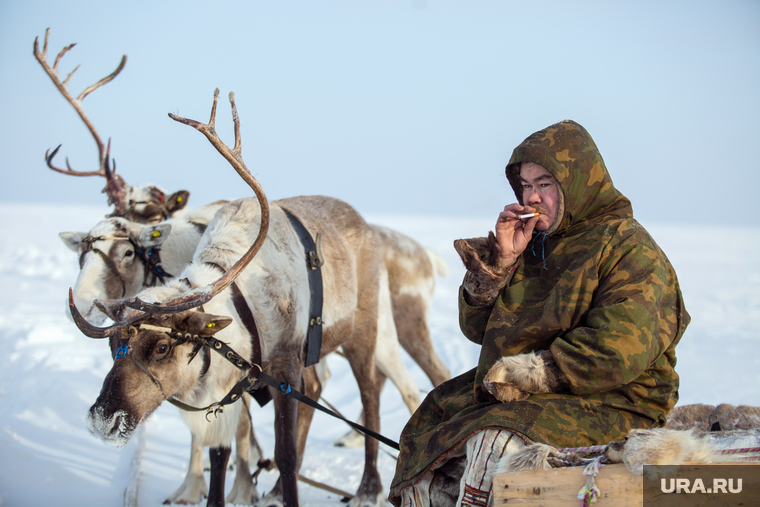 Жизнь оленеводов. Сургут