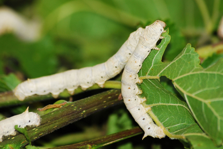 Гусеницы с неуемным аппетитом способны уничтожить тысячи гектаров леса