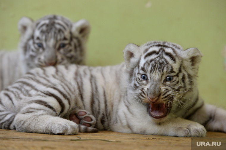 Белые бенгальские тигрята родились в Екатеринбургском зоопарке. Екатеринбург, зоопарк, тигрята, бенгальские, дикие животные, хищники, редкий вид