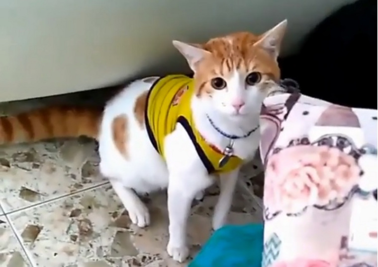 Кот, который активно болеет за футбол, понравился многим пользователям соцсетей