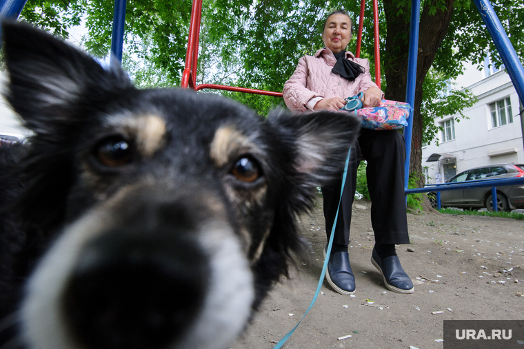 Виды Екатеринбурга, собачка, выгул собак, женщина, бабушка, качели