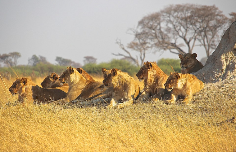 По предварительной версии, жертвы львов рассчитывали разжиться носорожьими рогами