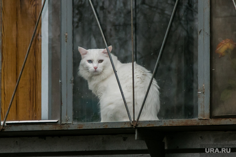 Субботник, разное. Курган, кошка, кот на окне, белый кот