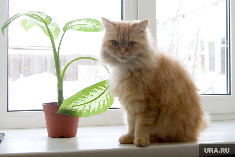 Многодетная семья Чернявских.
Курган
, кошка, кот, домашние животные, окно