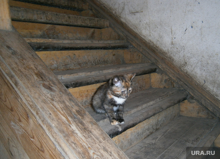 Аварийный дом по ул. Гастелло 55. Тюмень., бездомные животные, котенок, лестница