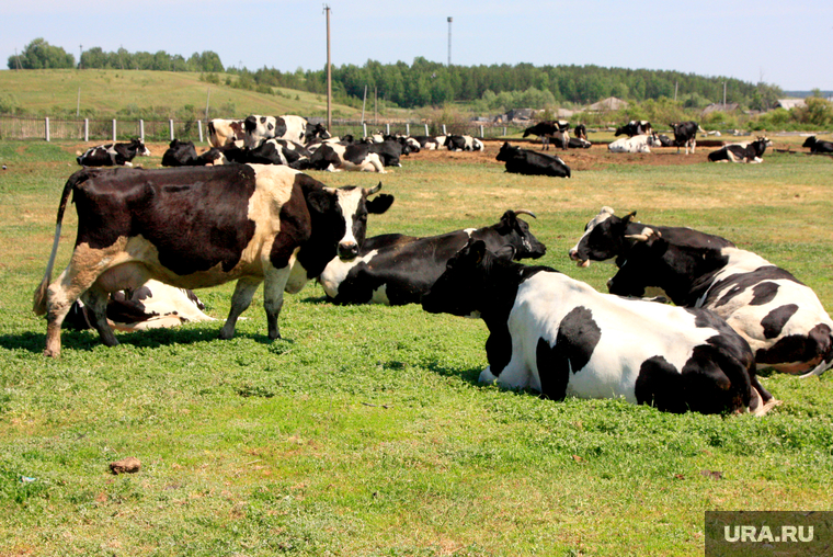 Коровы 
Курганская область, коровы, стадо