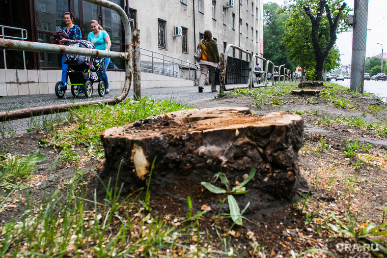 Спиленные деревья. Курган, пень, спиленные деревья