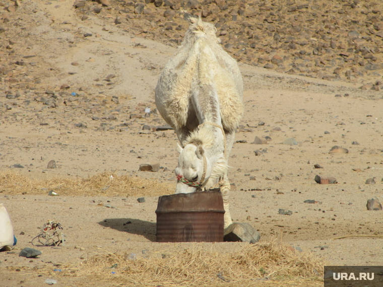 Египет, отдых туристов, верблюд, вода, пустыня