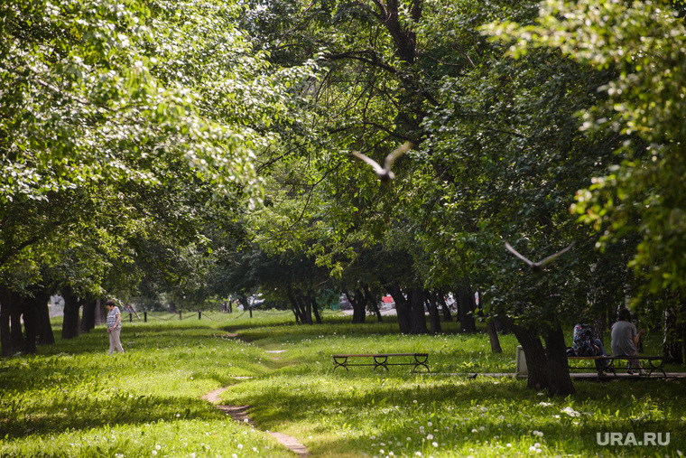 Тополиный пух в Екатеринбурге, тропинка, парк, лето, зелень