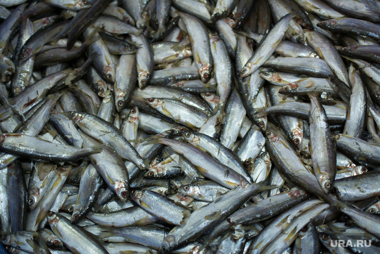 Эскурсия в цех Ямальских оленей, Ямал-продукта и молокозавод + Ямал-Ири, рыба