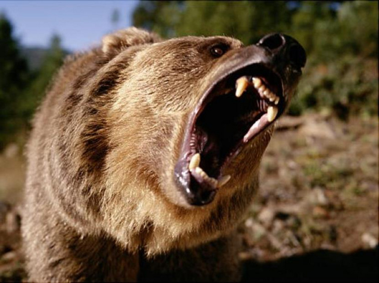 В ХМАО медведи часто приходят в населенные пункты