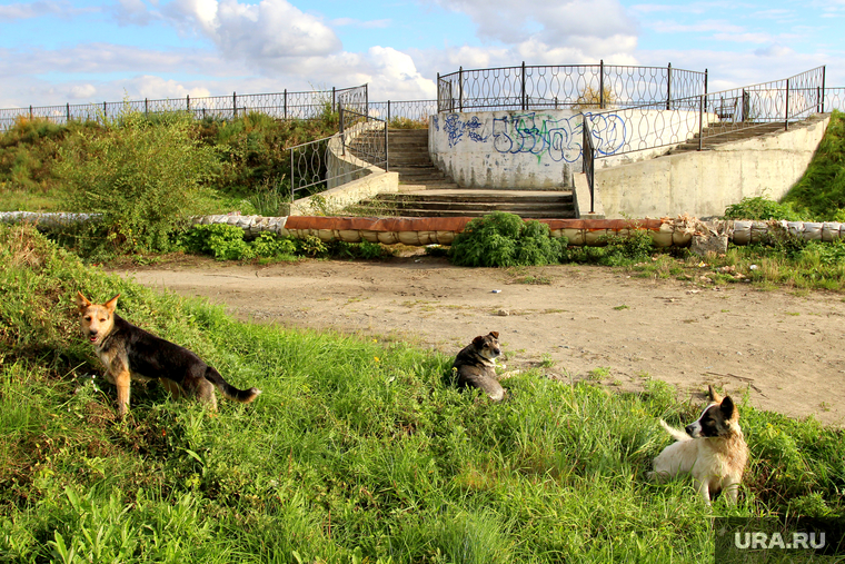 Набережная реки Тобол
Курган, бродячие собаки, набережная тобола, главный вход