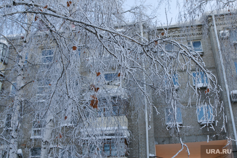Зимний Курган., зима, ветви деревьев в снегу