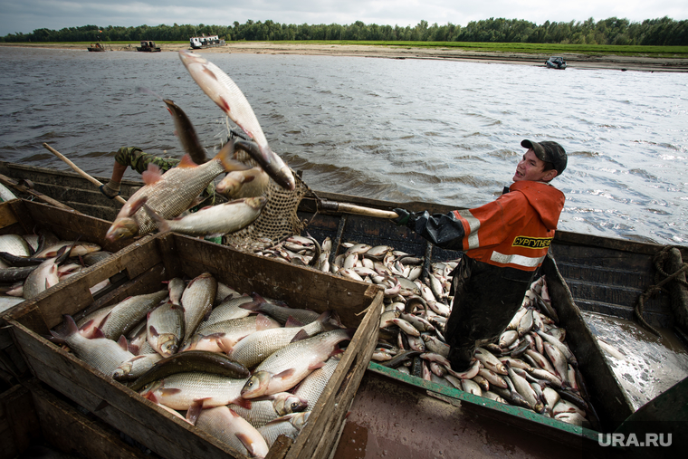 Добыча рыбы в Сургутском районе. Сургут, рыбак, улов, рыба