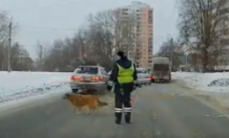 Сотрудник ДПС помог животному перейти дорогу