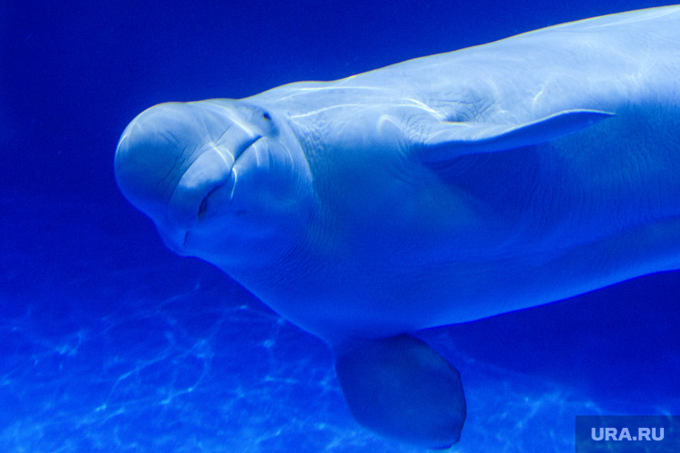 Океанариум "Дельфин". Екатеринбург, млекопитающие, белуха, морское животное