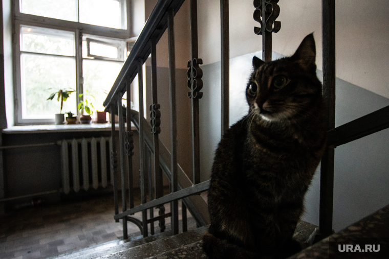 Дом возле свердловской филармонии. Екатеринбург, кошка, кот, подъезд, лестница