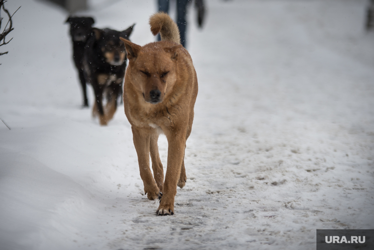 Клипарт. Екатеринбург, собака, бездомные животные, бродячие животные