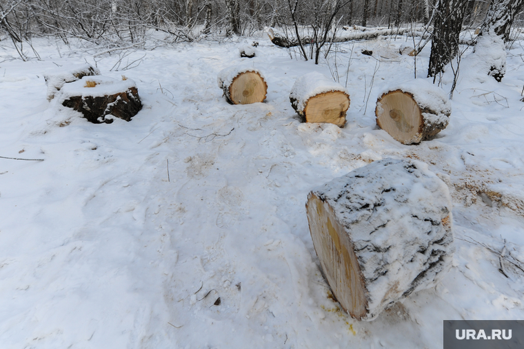 Вырубка леса, против которой выступают местные жители. Челябинск, дрова, спиленные деревья, пни
