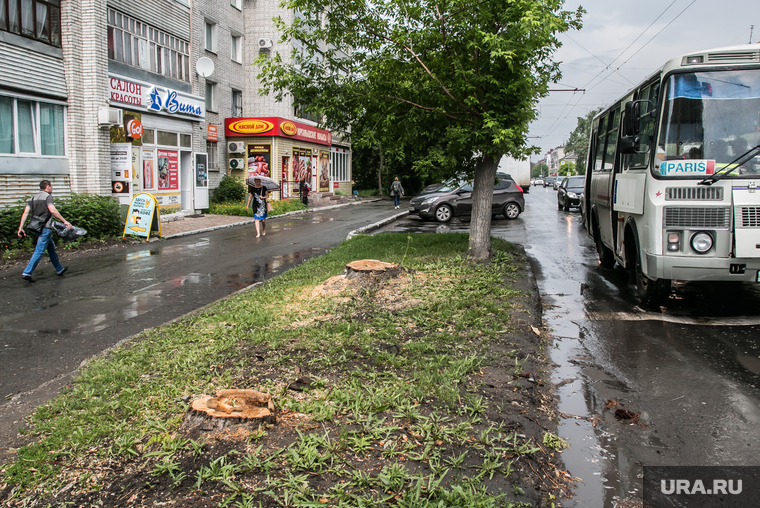 Спиленные деревья. Курган, улица коли мяготина, спиленные деревья, пеньки