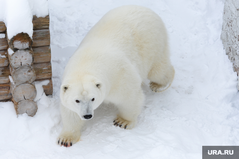 Белый медведь
Челябинск, зоопарк, белый медведь, полярный медведь, ариша