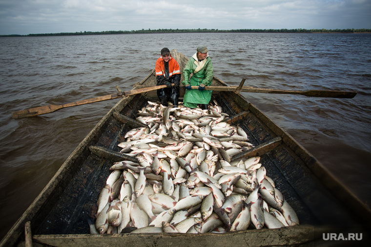 Добыча рыбы в Сургутском районе. Сургут, рыбаки, улов, рыба, гребцы, язь, лодка, на веслах