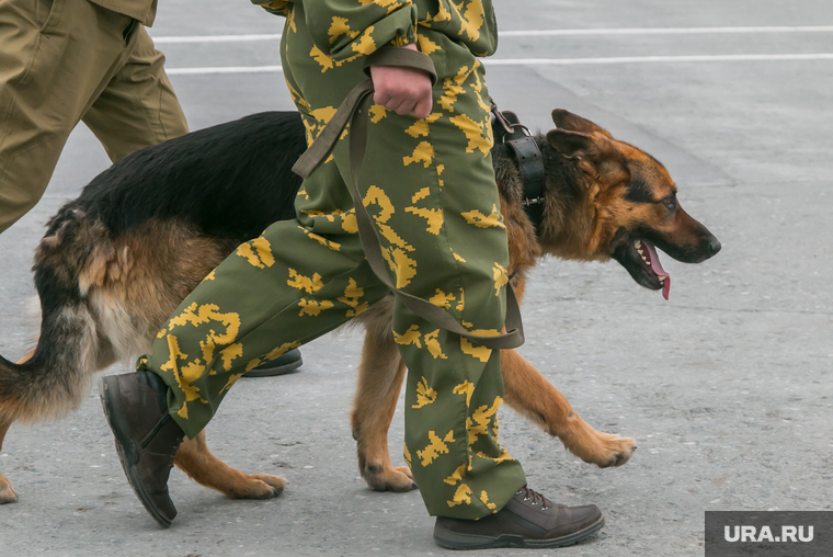День пограничника. Курган, служебная собака, сторожевая собака, камуфляж, охрана границы