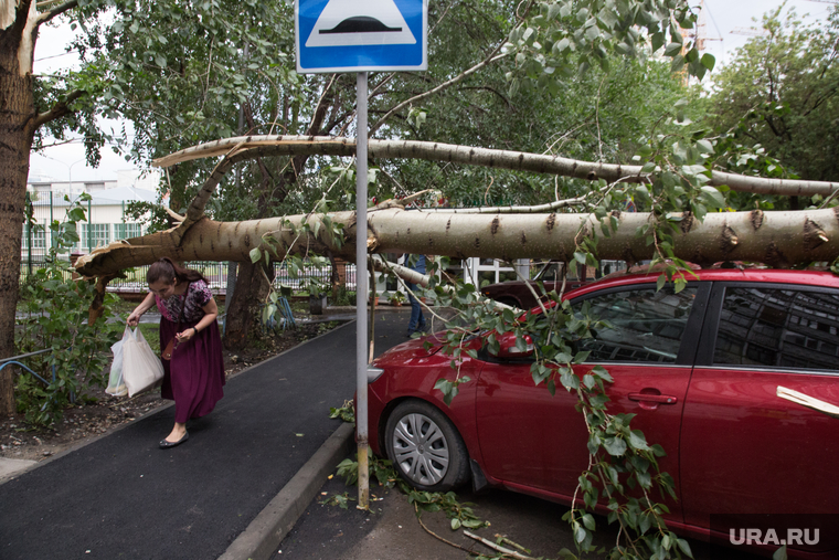 Упавшие деревья после урагана. Тюмень, ураган, штормовое предупреждение, автомобиль, сломанное дерево, шторм, упавшее дерево, дерево упало на машину