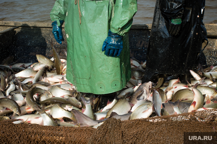 Добыча рыбы в Сургутском районе. Сургут, улов, рыба, язь