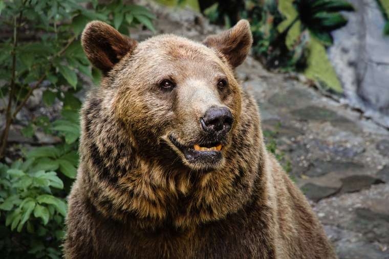 В Югре медведь терроризирует жителей. Блогеру с ребенком чудом удалось спастись
