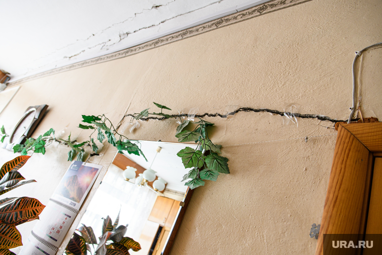 Трещину в стене прикрыли растением