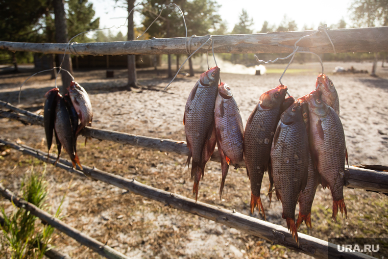 Предварительное голосование на хантыйских стойбищах. Сургутский район
, сушеная рыба, рыба сушится