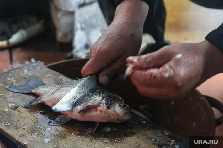 Рыба. Заболотье. Тюменская область, карась, рыба, чистка рыбы