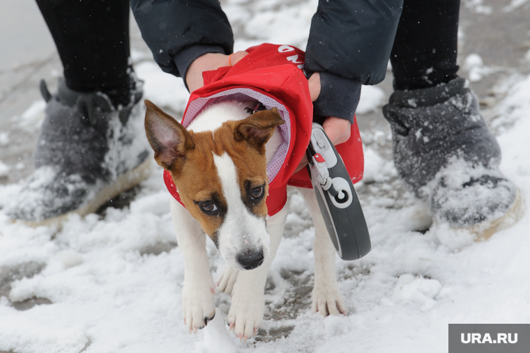 Мартовский снег в Екатеринбурге, собака, выгул собак, пес, щенок, домашний питомец