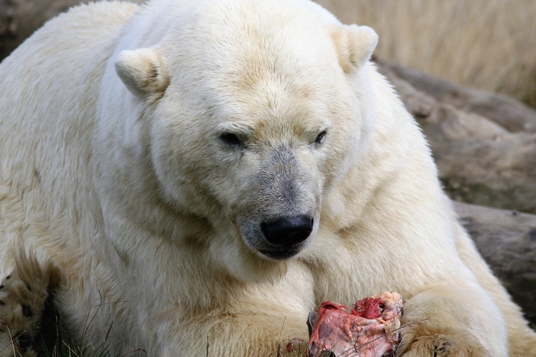 Открытая лицензия от 09.10.2017. Медведи, медведь, хищник, дикий зверь, белый медведь