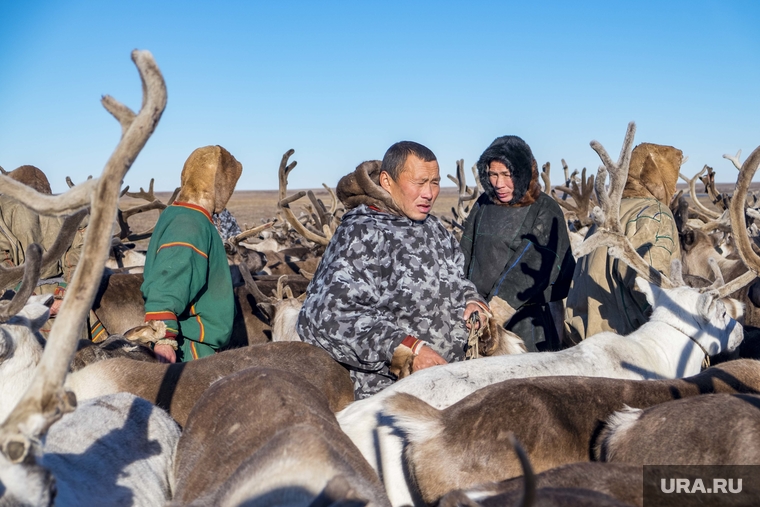 Ямальский район, Яр-Сале, оленеводы, олени, кмнс, абориген, ненцы