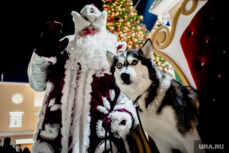 Рождественская ярмарка «Зима. Тепло» в Екатеринбурге, собака, рождество, хаски, новый год, новогодняя ярмарка, рождественская ярмарка
