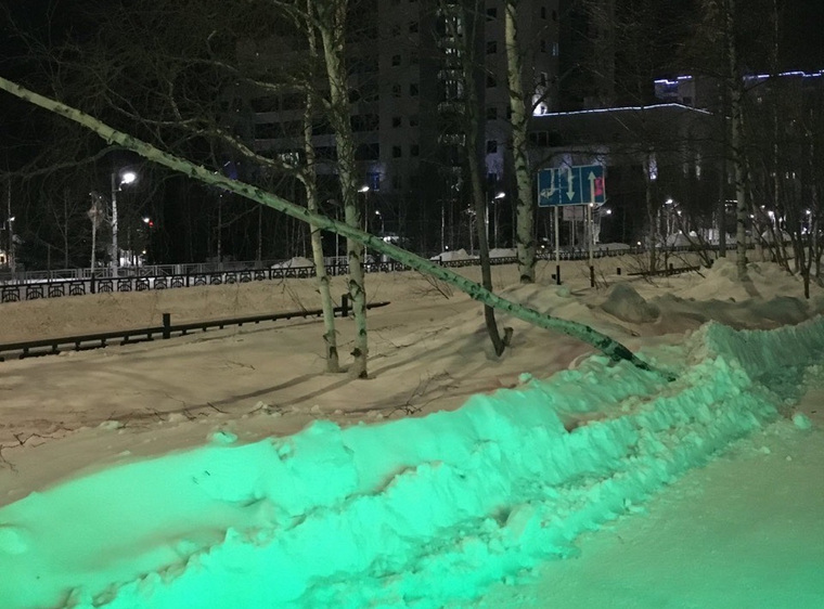 Поваленное дерево на Пионерской улице обнаружили местные жители