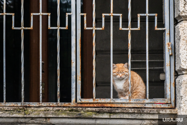 Виды Сочи, кошка, кот