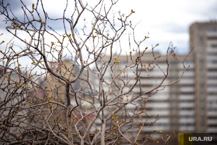 ЖЭК уничтожает сад Моргунова Николая, который он развел на крыше над своей квартирой по адресу Сурикова, 31. Екатеринбург, почки, ветви деревьев, весна