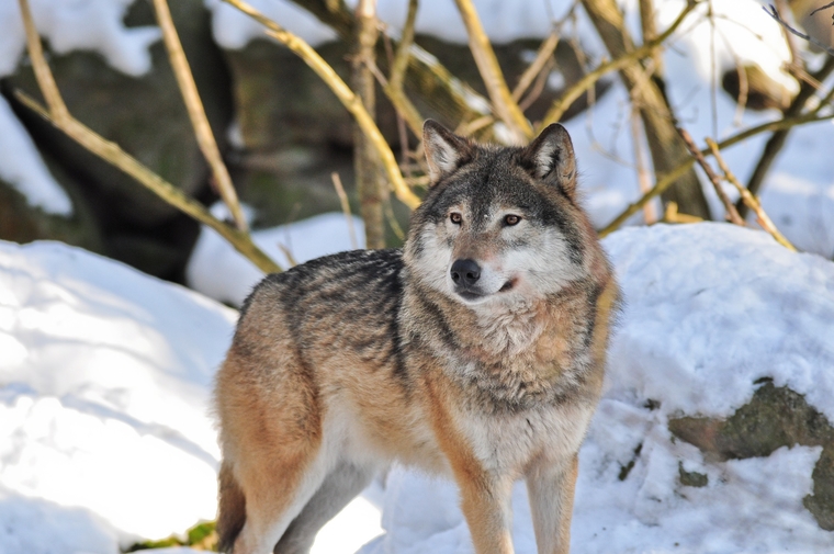 Пара волков охотилась на домашних животных в Курганской области