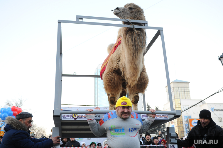 Один из рекордов — Эльбрус Нигматуллин поднимает верблюда